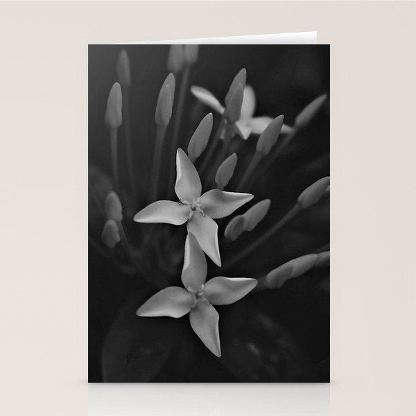 West Indian Jasmine 4-petaled flowers black and white photography / photograph Stationery Card Gallery Image 2