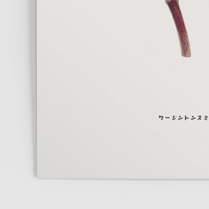 Japanese lily Poster Gallery Image 3