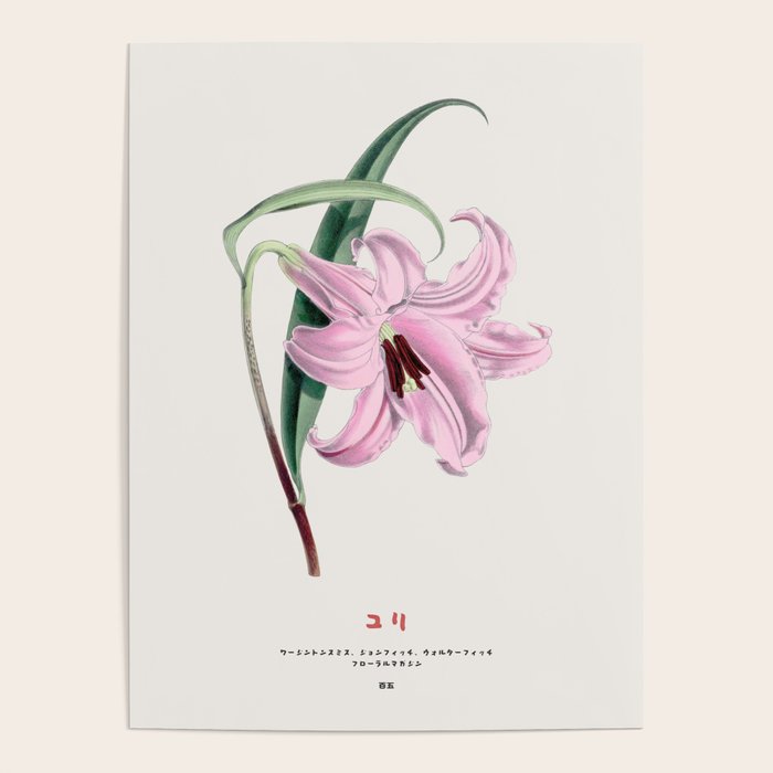 Japanese lily Poster Gallery Image 4