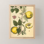Qiunce by Elizabeth Blackwell from "A Curious Herbal," 1737 (benefiting The Nature Conservancy) Mini Art Print Gallery Image 1