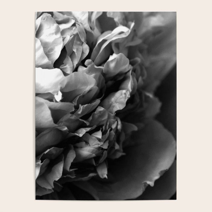 Black and White Summer Peony Poster Gallery Image 4
