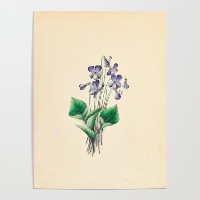  Violets by Clarissa Munger Badger, 1859 (benefitting The Nature Conservancy) Poster Gallery Image 1