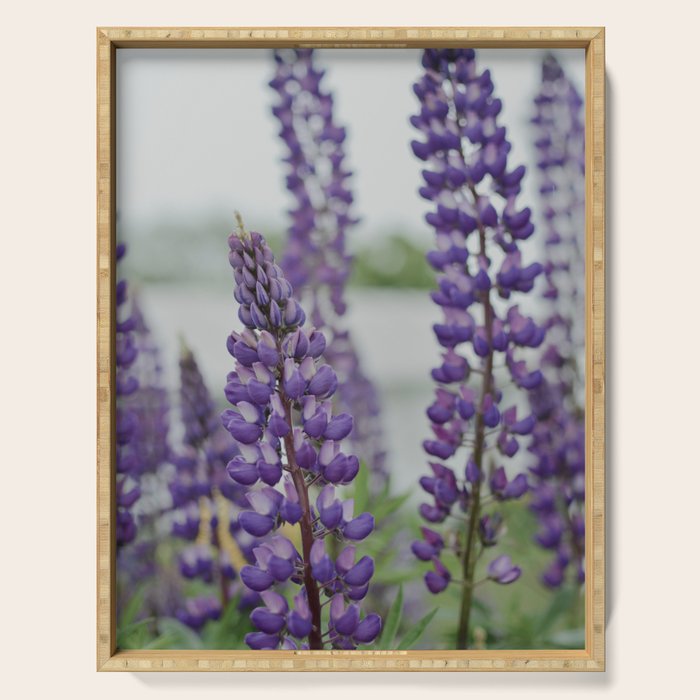 Lupine Field Serving Tray Gallery Image 1