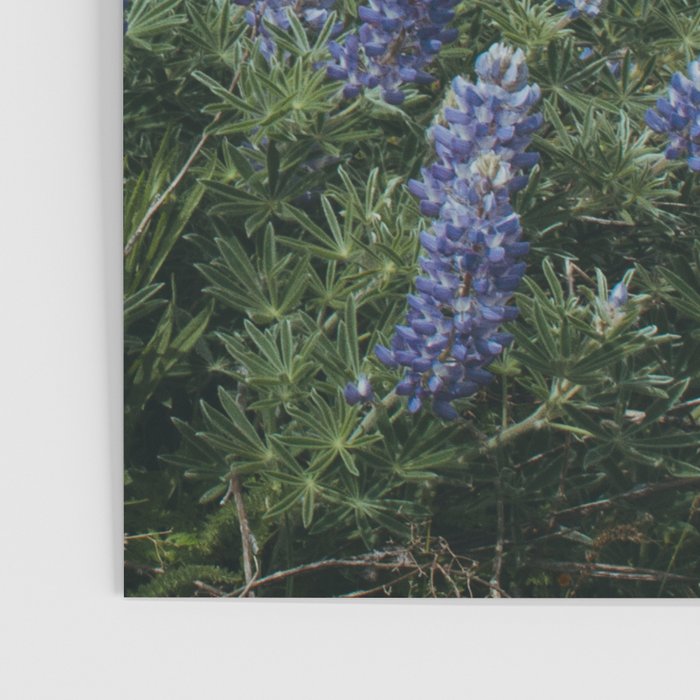 Oregon Spring Wildflower Hillside Poster Gallery Image 3