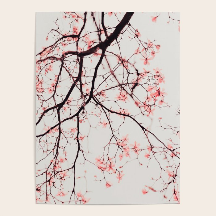 Magnolia Flowers - Pink spring blossoms Poster Gallery Image 1