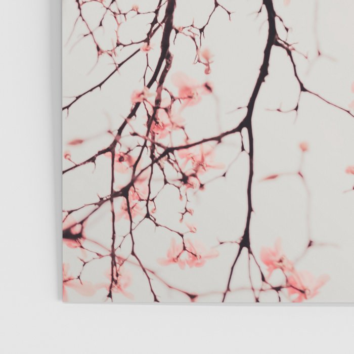 Magnolia Flowers - Pink spring blossoms Poster Gallery Image 3