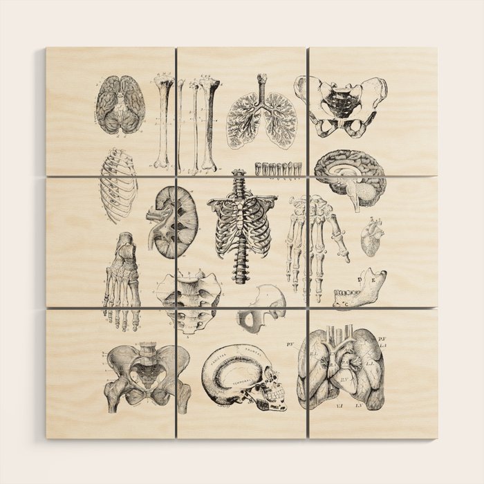Human Anatomy Wood Wall Art Gallery Image 1