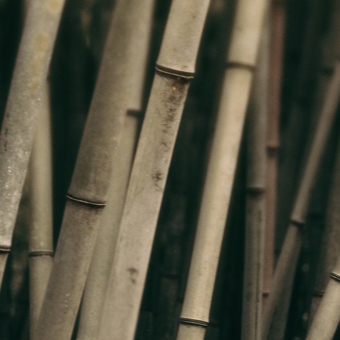 Bamboo Study 3 Coffee Mug Gallery Image 2
