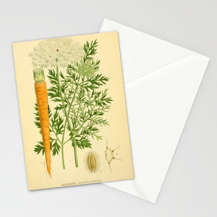 Daucus carota (wild carrot, Queen Anne's Lace), 1917. Benefitting The Nature Conservancy Stationery Card Gallery Image 2