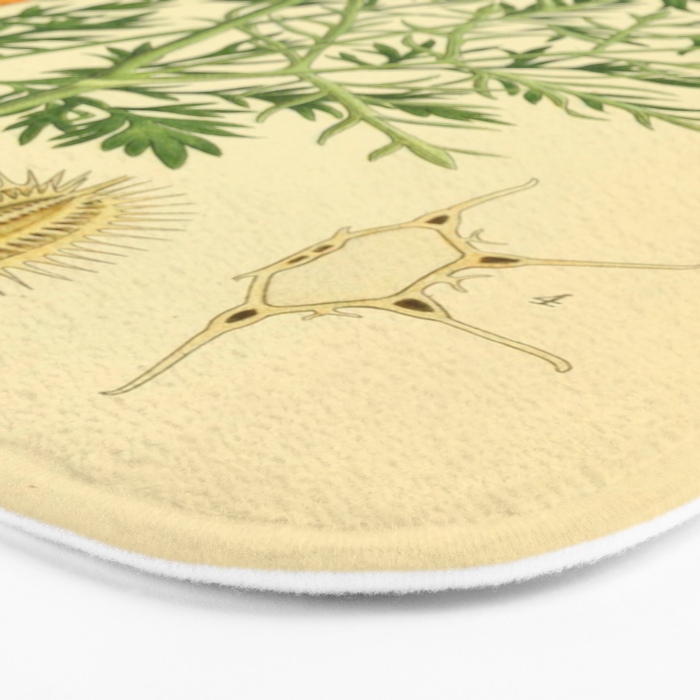 Daucus carota (wild carrot, Queen Anne's Lace), 1917. Benefitting The Nature Conservancy Bath Mat Gallery Image 3