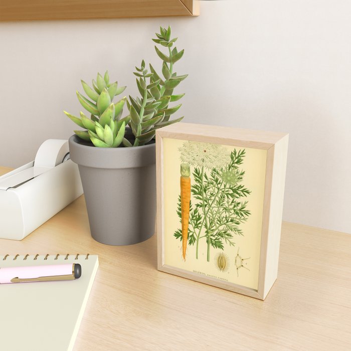 Daucus carota (wild carrot, Queen Anne's Lace), 1917. Benefitting The Nature Conservancy Mini Art Print Gallery Image 2