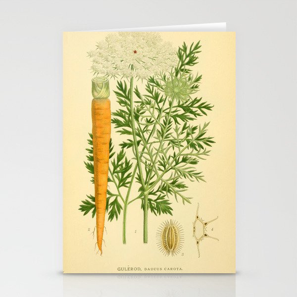 Daucus carota (wild carrot, Queen Anne's Lace), 1917. Benefitting The Nature Conservancy Stationery Card Gallery Image 2
