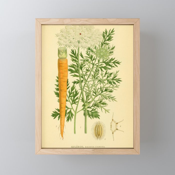 Daucus carota (wild carrot, Queen Anne's Lace), 1917. Benefitting The Nature Conservancy Mini Art Print Gallery Image 1