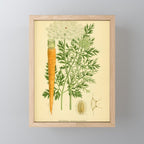 Daucus carota (wild carrot, Queen Anne's Lace), 1917. Benefitting The Nature Conservancy Mini Art Print Gallery Image 1