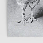 Smoking Boy with Chicken black and white photograph - photography - photographs Poster Gallery Image 3