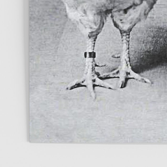 Smoking Boy with Chicken black and white photograph - photography - photographs Poster Gallery Image 3
