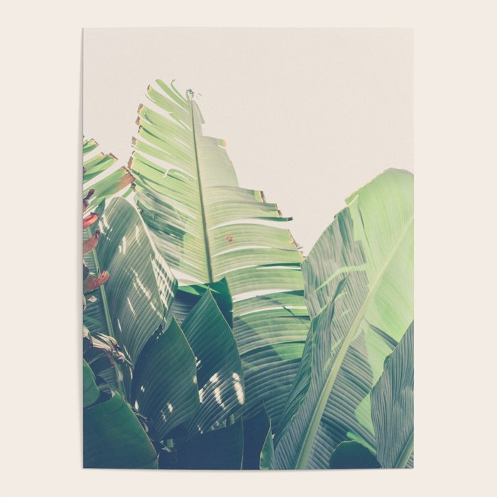 Diversity - tropical banana leaf photograph Poster Gallery Image 4