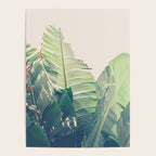 Diversity - tropical banana leaf photograph Poster Gallery Image 4