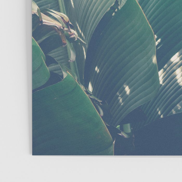 Diversity - tropical banana leaf photograph Poster Gallery Image 3