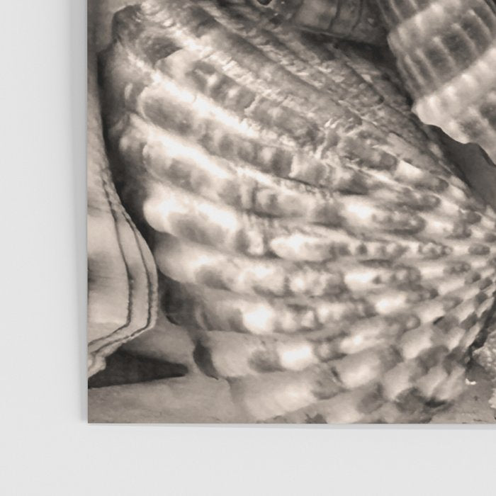Sepia Seashells Poster Gallery Image 3