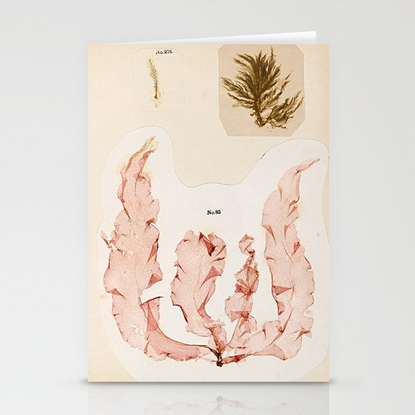 Specimens from "Algology: Algae and Corallines from the Bay & Harbor of New York," 1850 Stationery Card Gallery Image 2