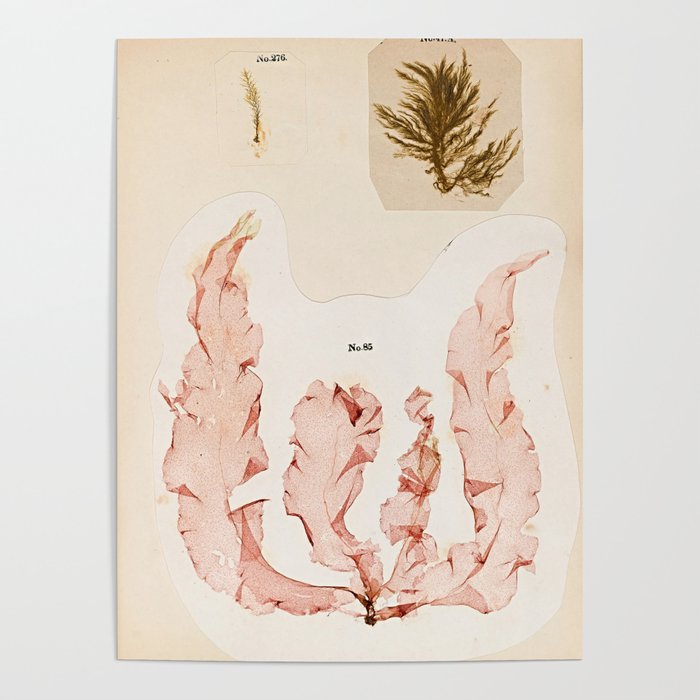 Specimens from "Algology: Algae and Corallines from the Bay & Harbor of New York," 1850 Poster Gallery Image 4