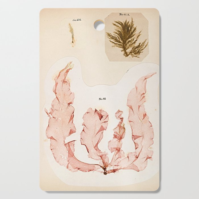 Specimens from "Algology: Algae and Corallines from the Bay & Harbor of New York," 1850 Cutting Board Gallery Image 1