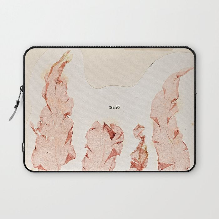 Specimens from "Algology: Algae and Corallines from the Bay & Harbor of New York," 1850 Laptop Sleeve Gallery Image 1