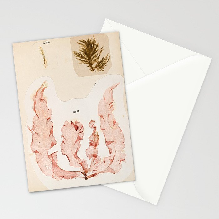 Specimens from "Algology: Algae and Corallines from the Bay & Harbor of New York," 1850 Stationery Card Gallery Image 2