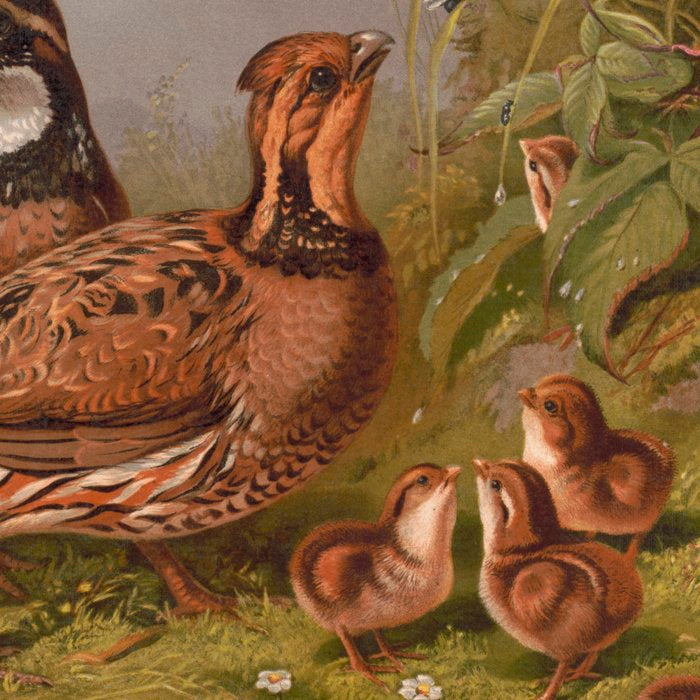 Vintage Quails & Their Chicks Illustration (1867) Coffee Mug Gallery Image 2