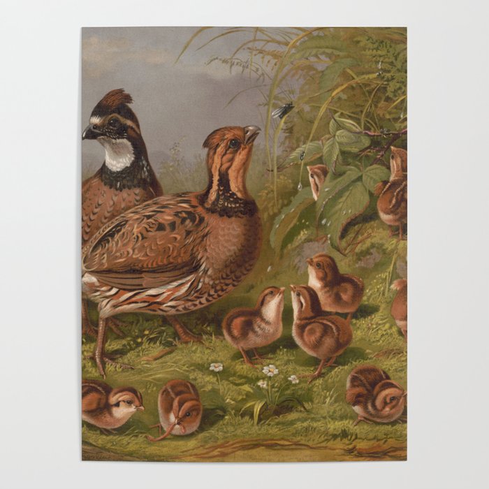 Vintage Quails & Their Chicks Illustration (1867) Poster Gallery Image 4
