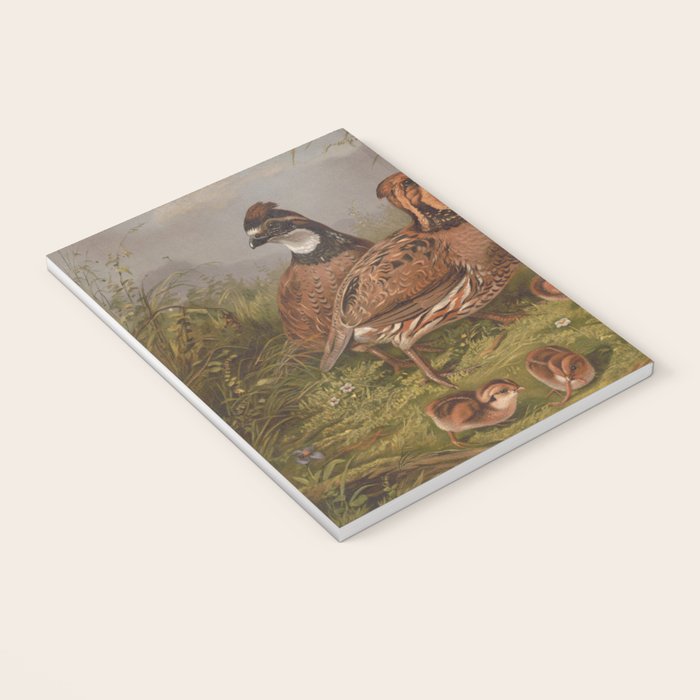 Vintage Quails & Their Chicks Illustration (1867) Notebook Gallery Image 3