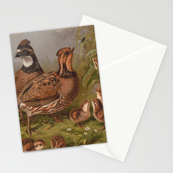 Vintage Quails & Their Chicks Illustration (1867) Stationery Card Gallery Image 2