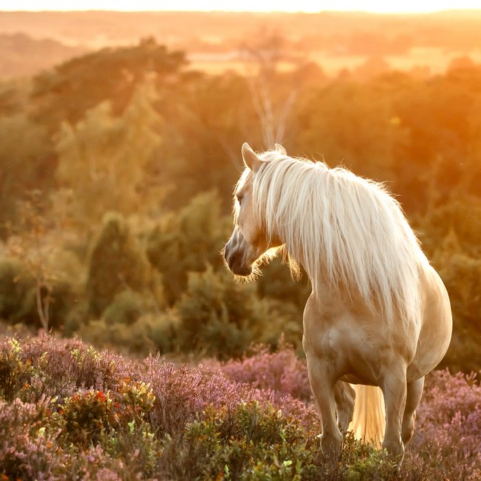 Haflinger horse on the blooming hill - Sunset equine photography Coffee Mug Gallery Image 2