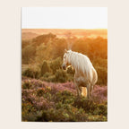 Haflinger horse on the blooming hill - Sunset equine photography Poster Gallery Image 4