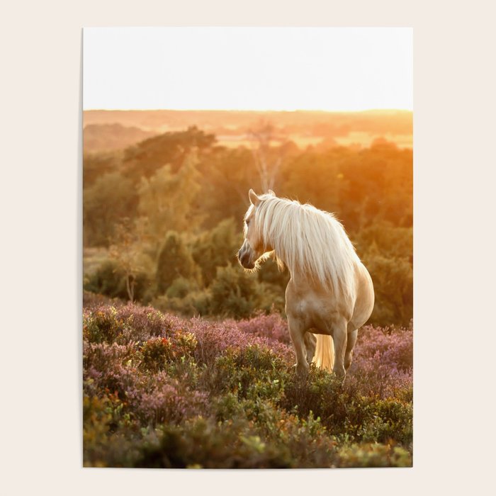 Haflinger horse on the blooming hill - Sunset equine photography Poster Gallery Image 4
