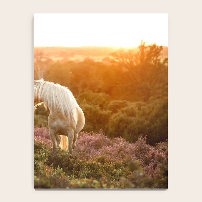 Haflinger horse on the blooming hill - Sunset equine photography Notebook Gallery Image 4