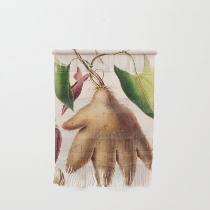 Yam from "Flore dâAmÃ©rique" by Ãtienne Denisse, 1840s Wall Hanging Gallery Image 1