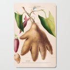 Yam from "Flore dâAmÃ©rique" by Ãtienne Denisse, 1840s Cutting Board Gallery Image 1