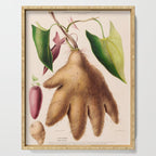 Yam from "Flore dâAmÃ©rique" by Ãtienne Denisse, 1840s Serving Tray Gallery Image 1
