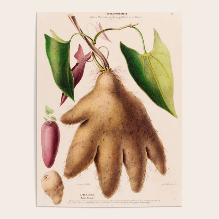 Yam from "Flore dâAmÃ©rique" by Ãtienne Denisse, 1840s Poster Gallery Image 4