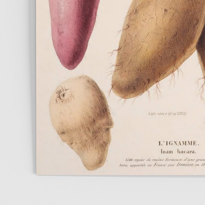 Yam from "Flore dâAmÃ©rique" by Ãtienne Denisse, 1840s Poster Gallery Image 3