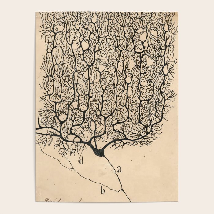 Neuron Drawing By Santiago Ramón Y Cajal Poster Gallery Image 1