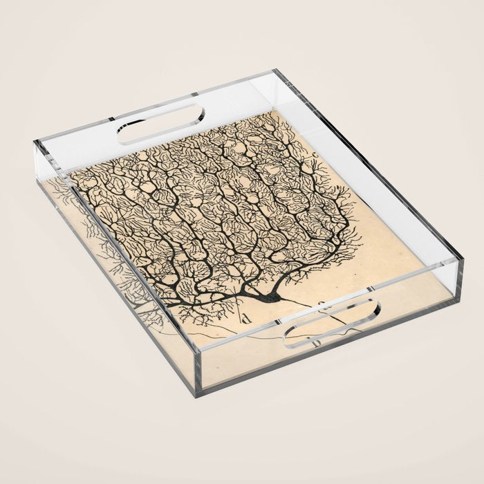 Neuron Drawing By Santiago Ramón Y Cajal Acrylic Tray Gallery Image 1