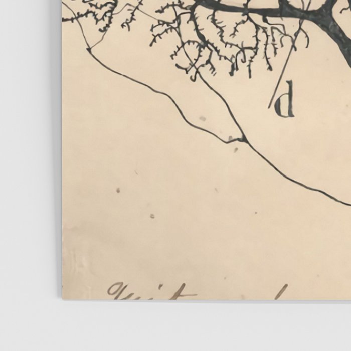 Neuron Drawing By Santiago Ramón Y Cajal Poster Gallery Image 3