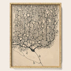 Neuron Drawing By Santiago Ramón Y Cajal Serving Tray Gallery Image 1
