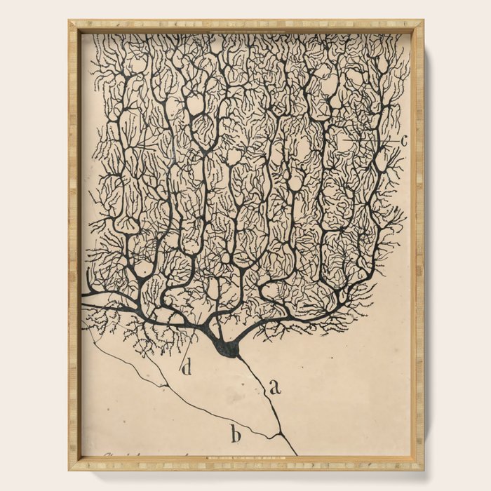 Neuron Drawing By Santiago Ramón Y Cajal Serving Tray Gallery Image 1