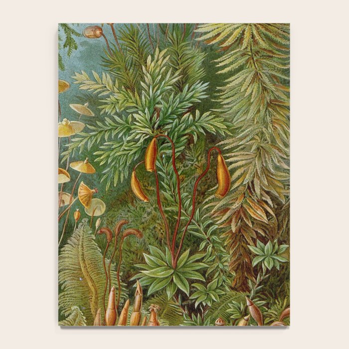 Art Forms of Nature - Ernst Haeckel - 1899-1904  Notebook Gallery Image 4