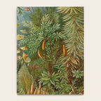 Art Forms of Nature - Ernst Haeckel - 1899-1904  Notebook Gallery Image 4