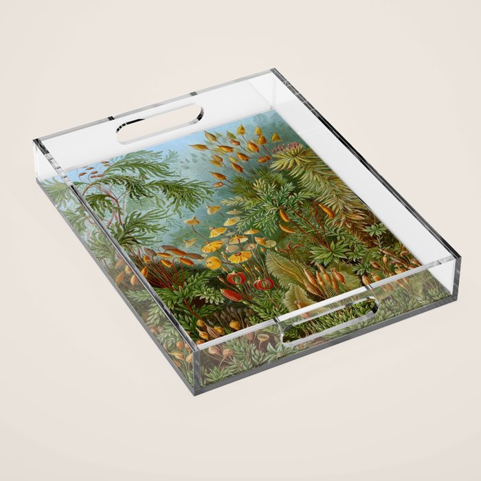 Art Forms of Nature - Ernst Haeckel - 1899-1904  Acrylic Tray Gallery Image 1